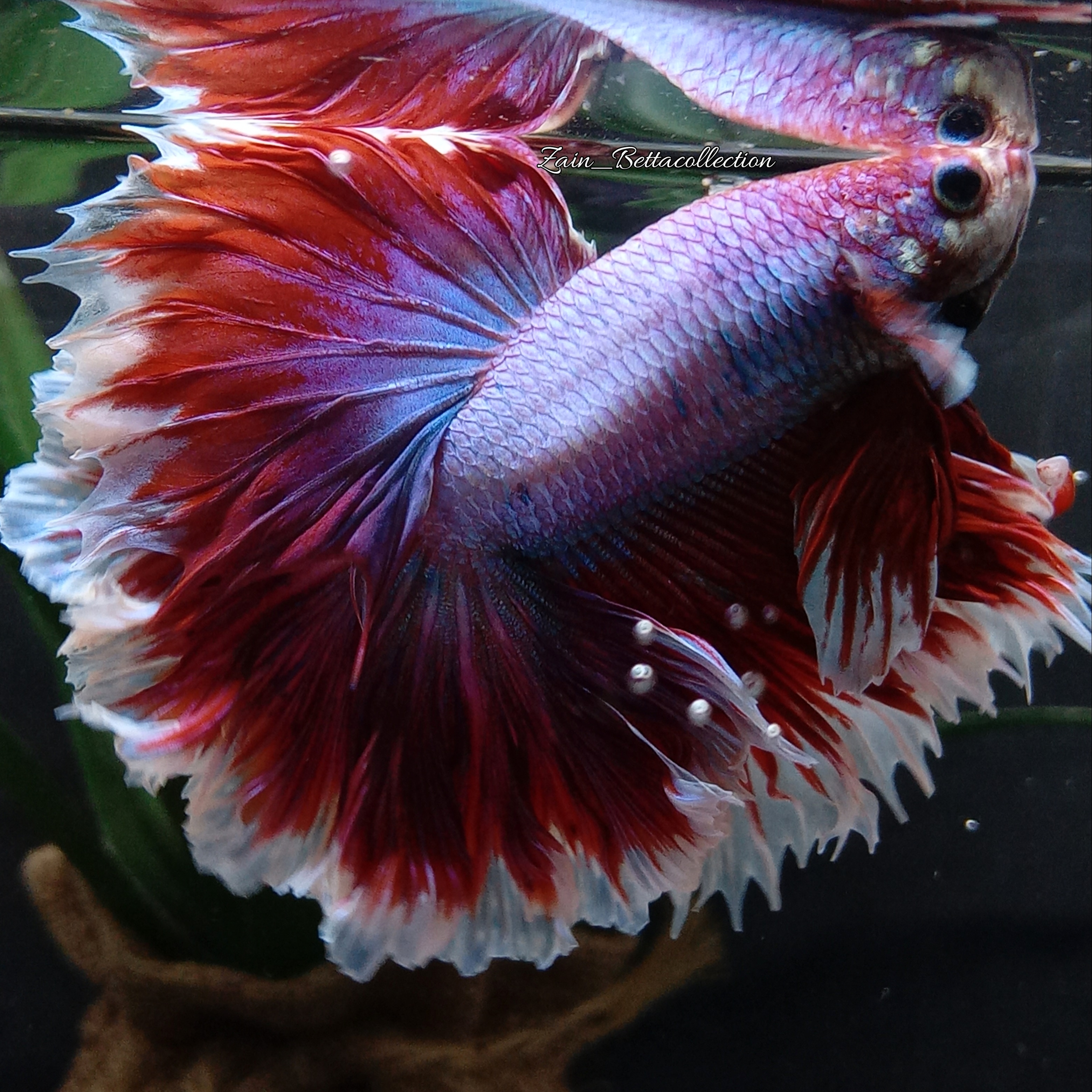 Super Red Halfmoon Betta - Male B - $35.00