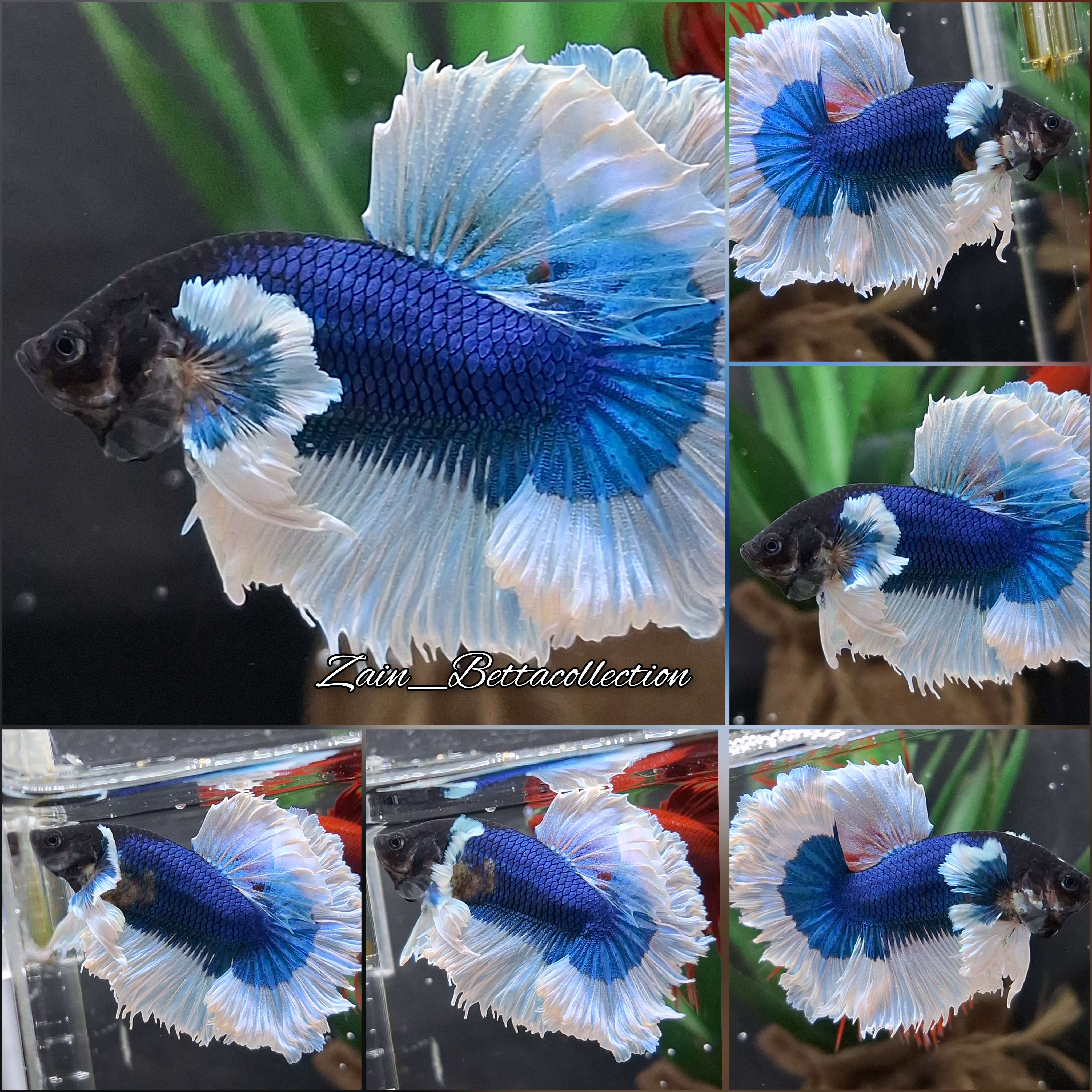 Super Red Halfmoon Betta - Male B - $35.00