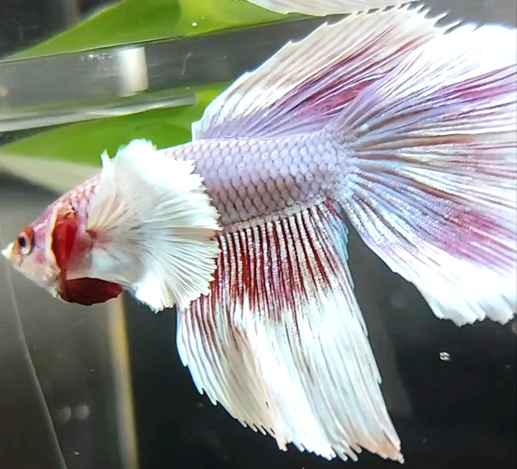 Koleksi Cupang Bandung - HALFMOON DUMBO EAR PINK LAVENDER BETTA FISH