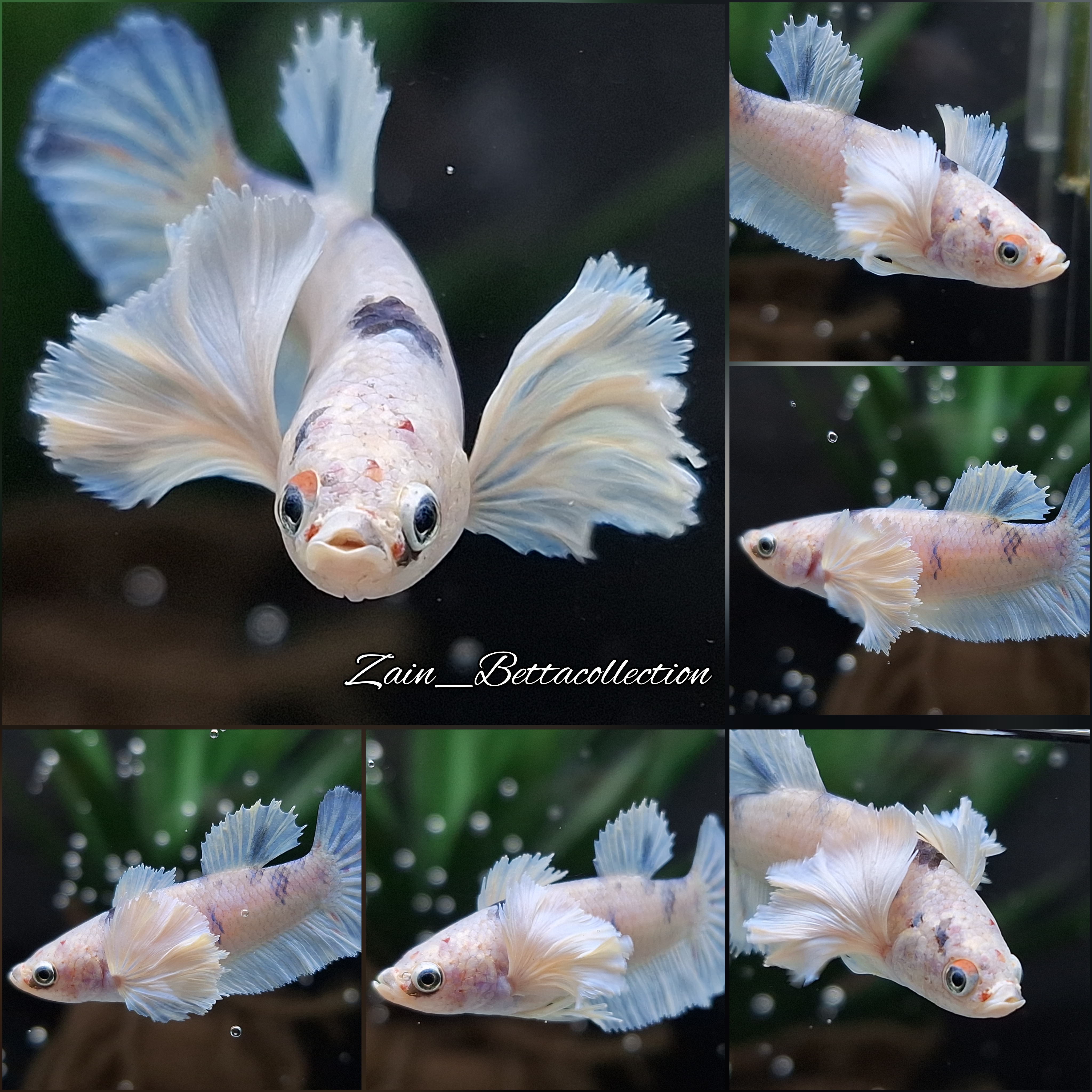 Rosetail Dumbo Betta Midkid Live Fish Live Betta Fish HMPK