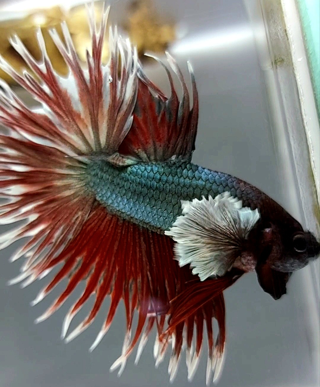 Ct betta outlet fish