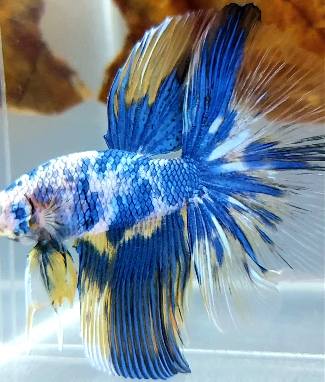 Koleksi Cupang Bandung - HALFMOON ROSETAIL YELLOW BLUE MARBLE ...