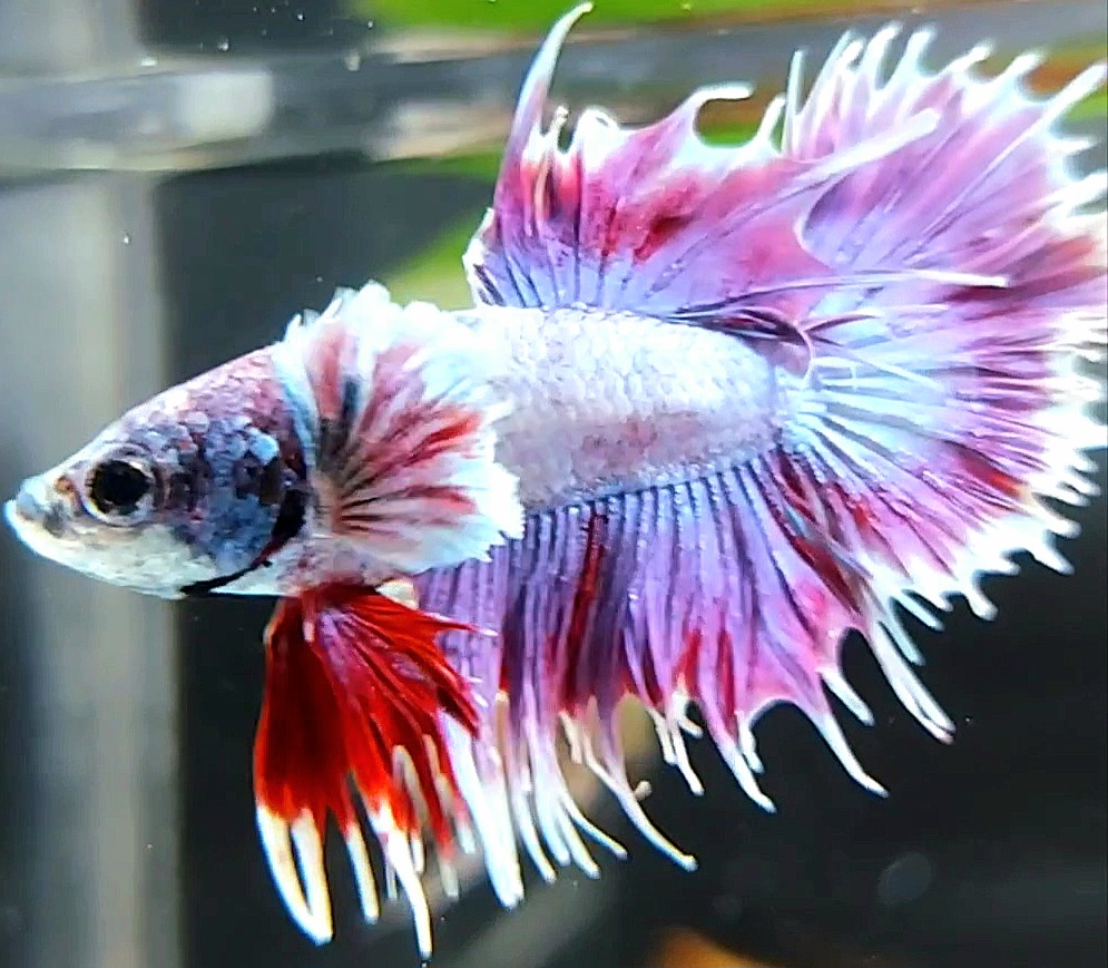 Koleksi Cupang Bandung - CROWNTAIL DUMBO EAR PURPLE BETTA FISH