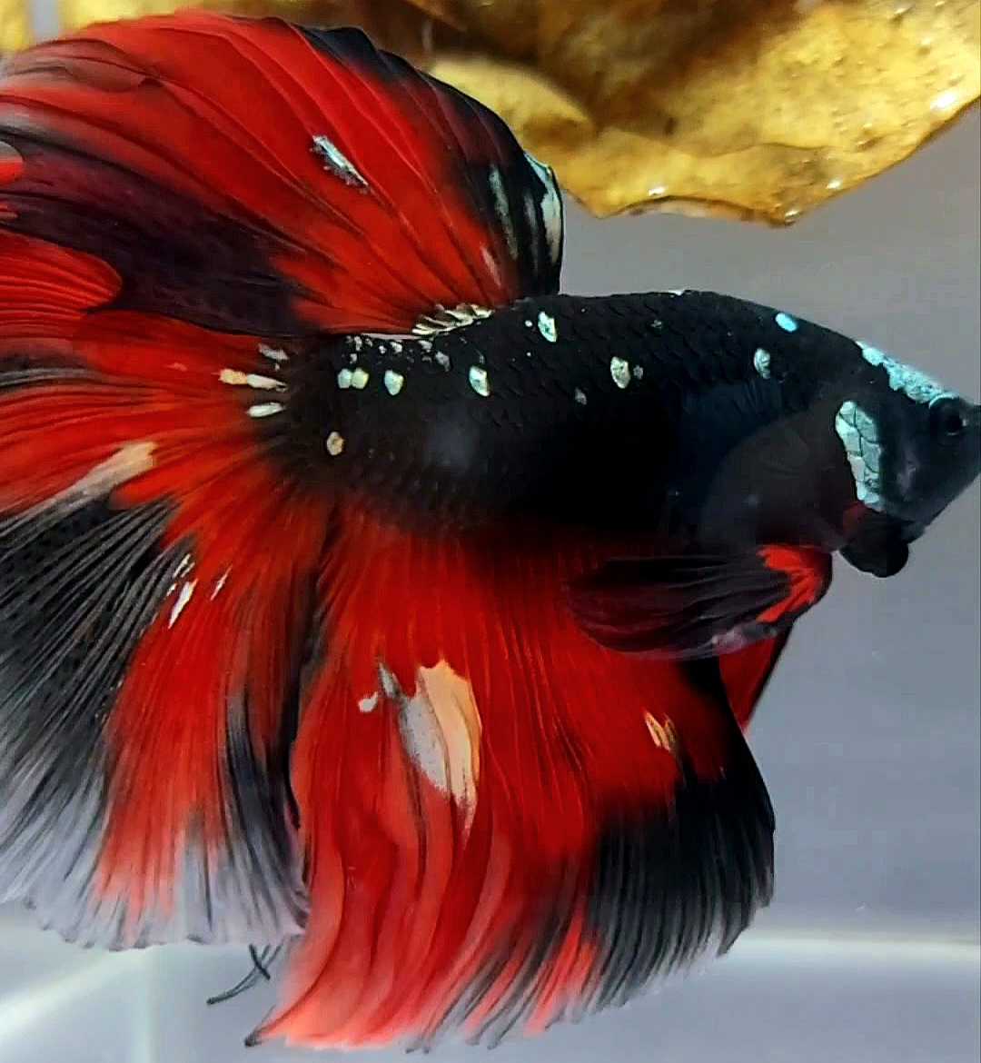 Koleksi Cupang Bandung - XL HALFMOON ROSETAIL BLACK GALAXY COPPER ...