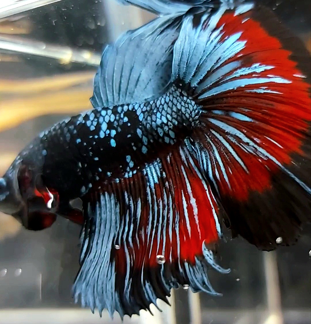 Koleksi Cupang Bandung - HALFMOON BLACK STAR GALAXY BLUE AVATAR BETTA FISH