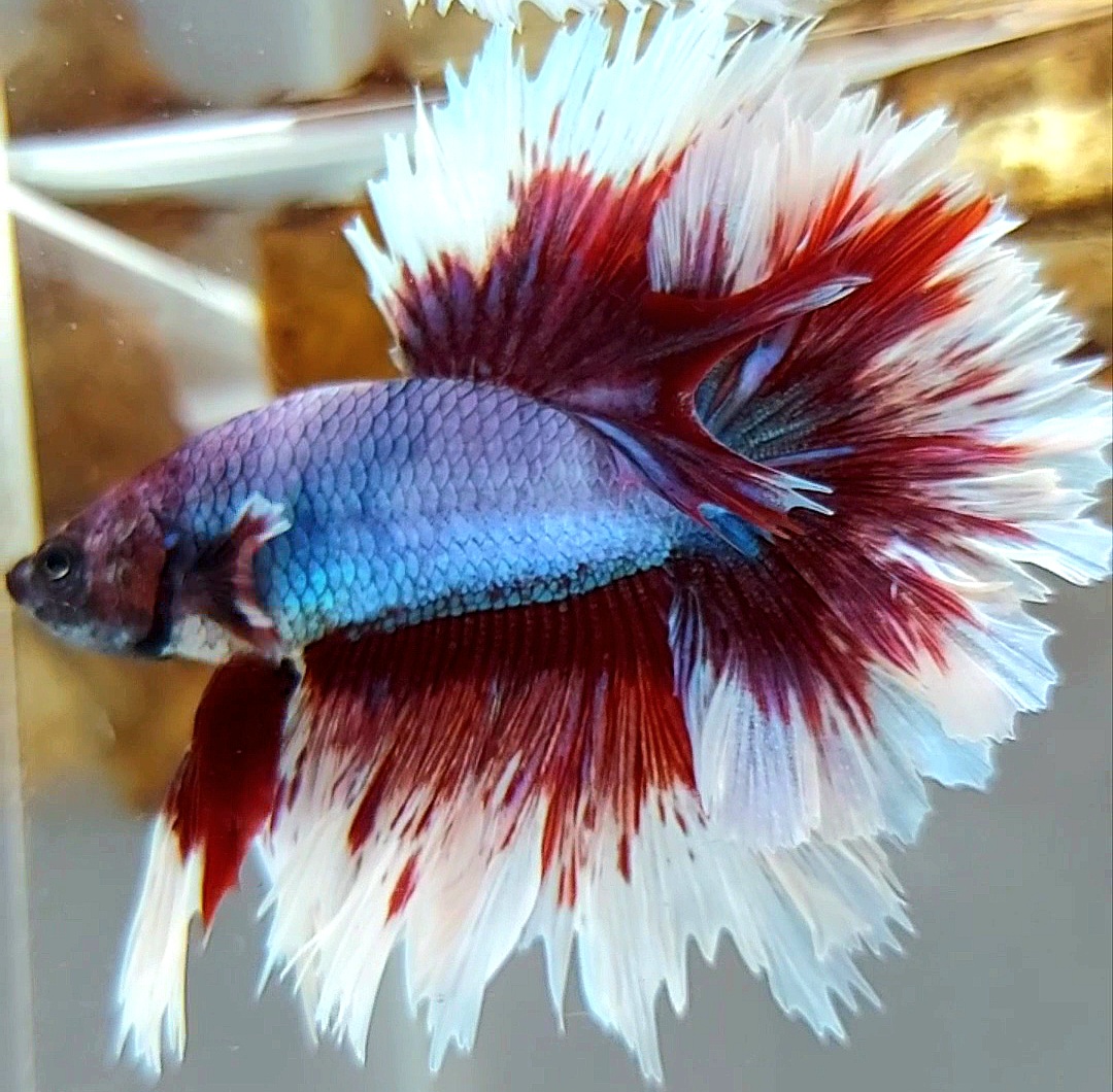 Koleksi Cupang Bandung - HALFMOON FEATHER TAIL RED PURPLE BUTTERFLY ...