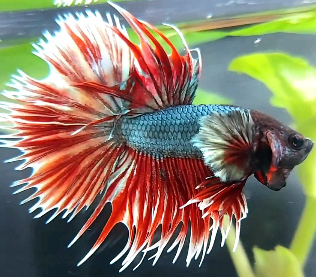 Koleksi Cupang Bandung - Crowntail Dumbo Ear Red Copper Army Betta Fish