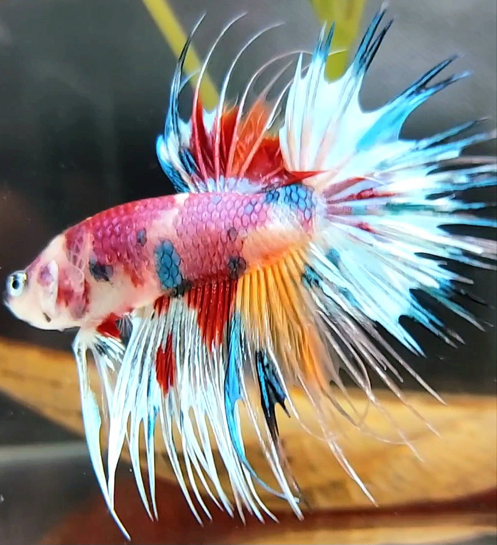 Koleksi Cupang Bandung - CROWNTAIL PINK RAINBOW MULTICOLOR BETTA FISH