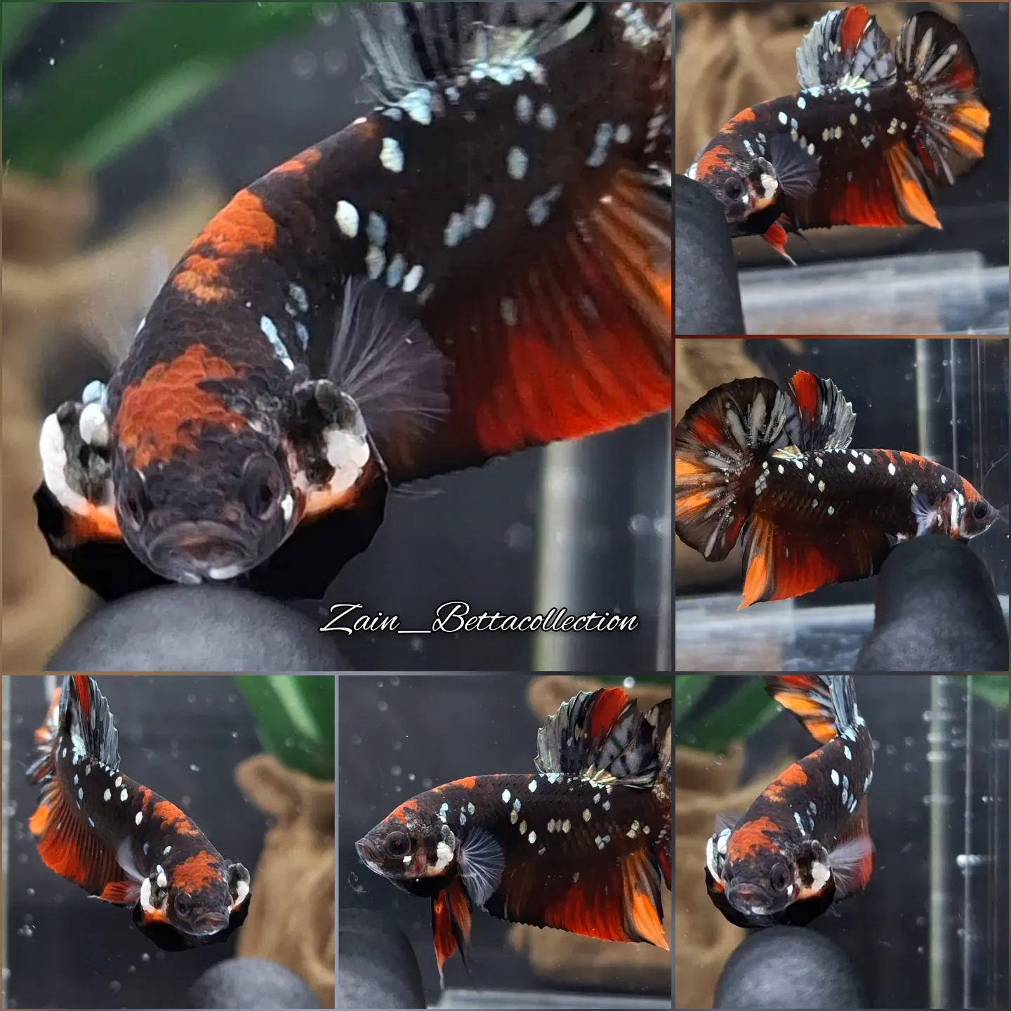 Zain Betta Koi Metalic Copper Black Variation Betta Fish