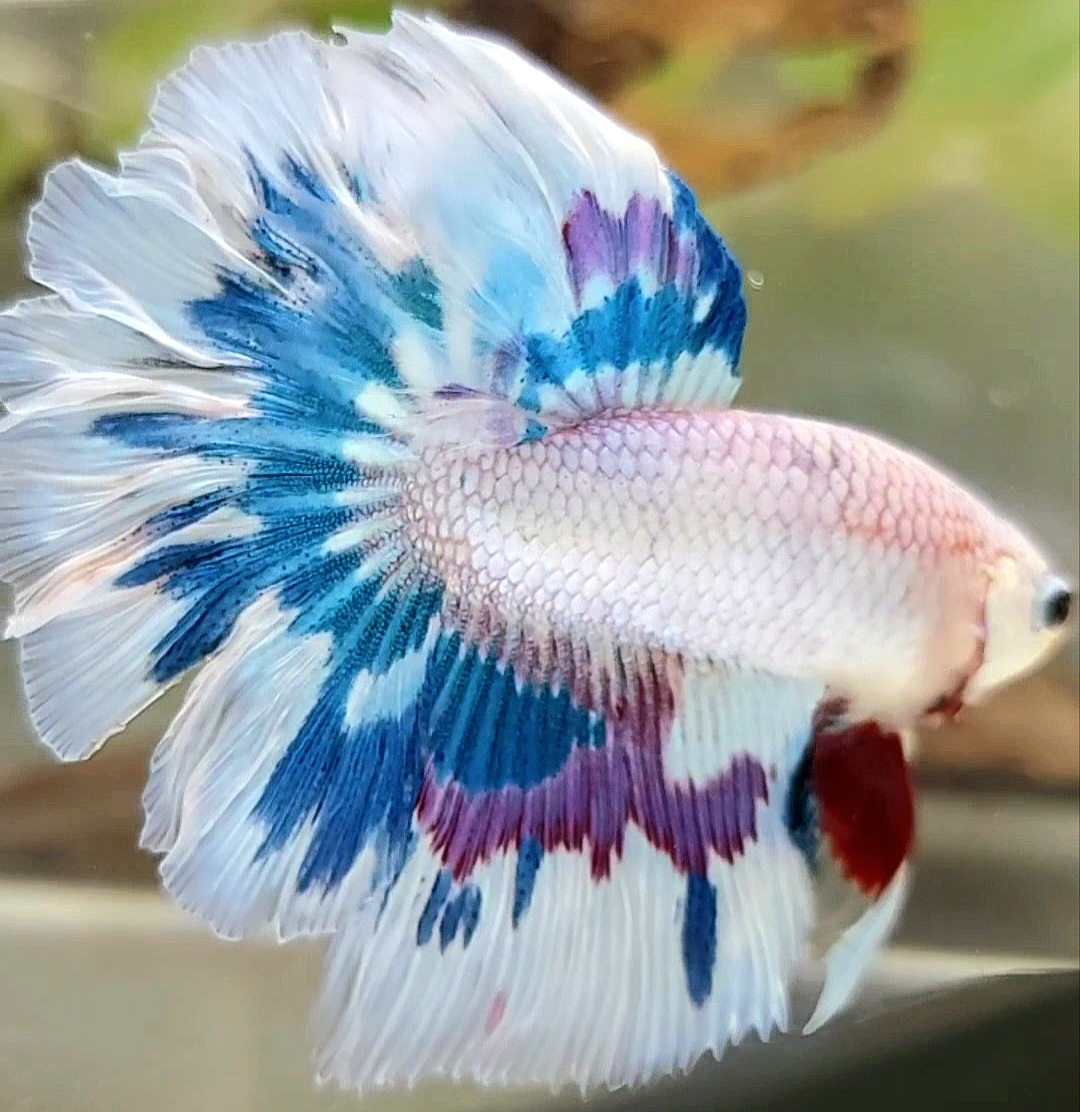 Koleksi Cupang Bandung - HALFMOON ROSETAIL PURPLE BLUE FANCY RIM ...