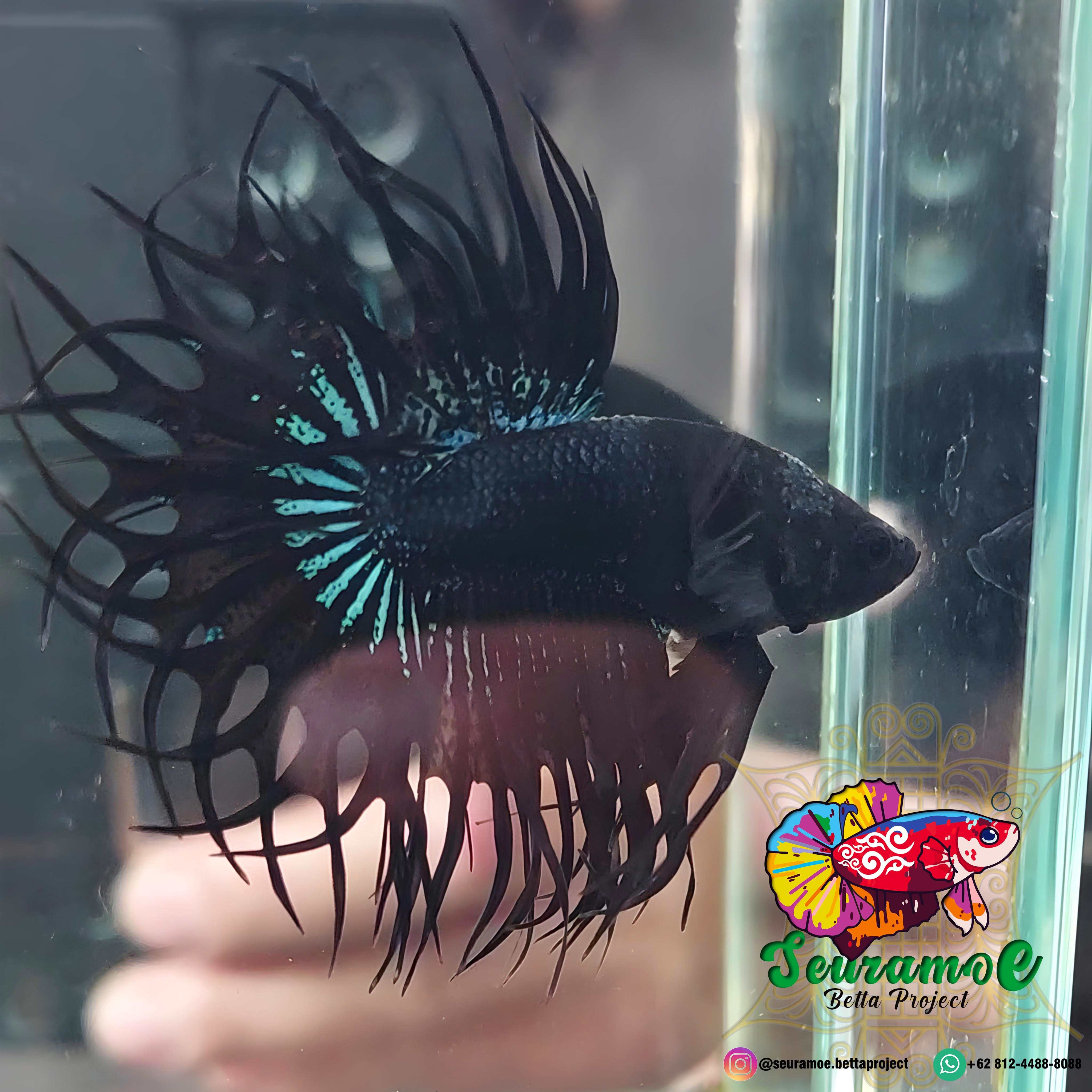 Buy King Crowntail Black Orchid Seuramoe Betta from Largest