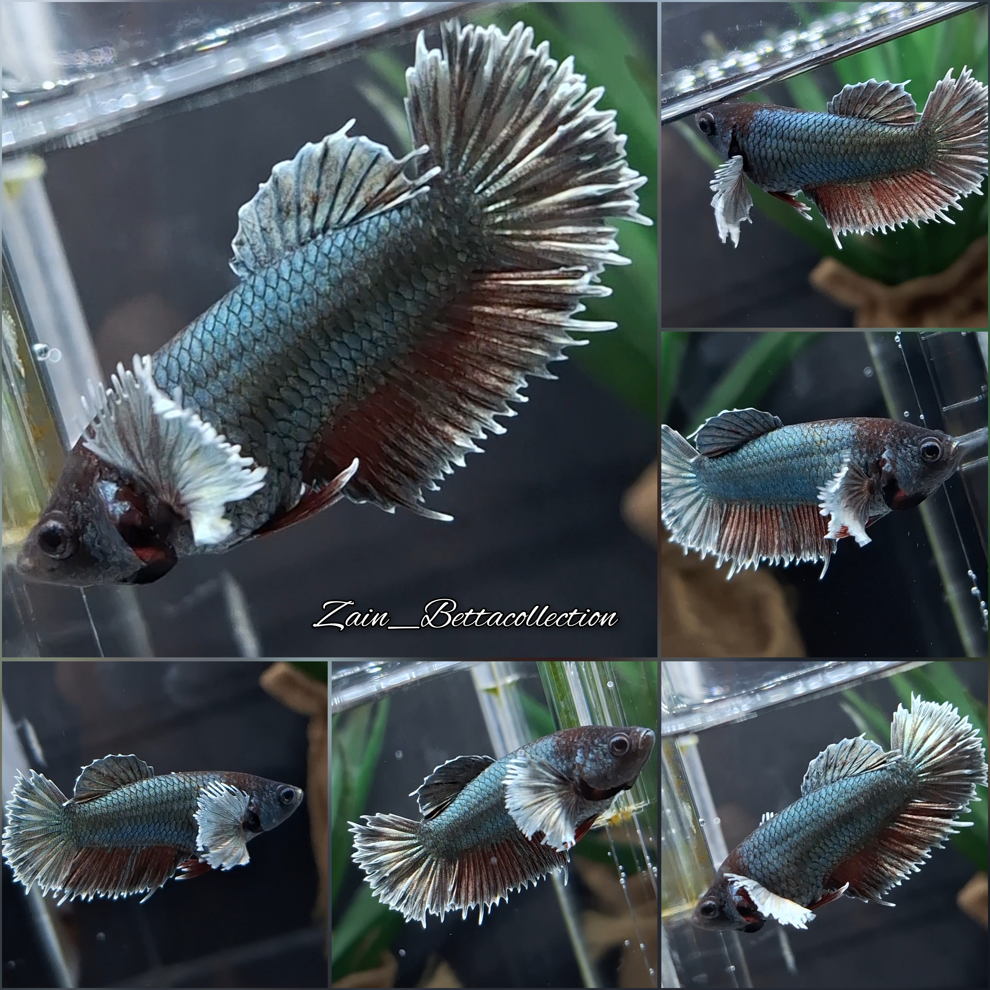 Copper best sale female betta