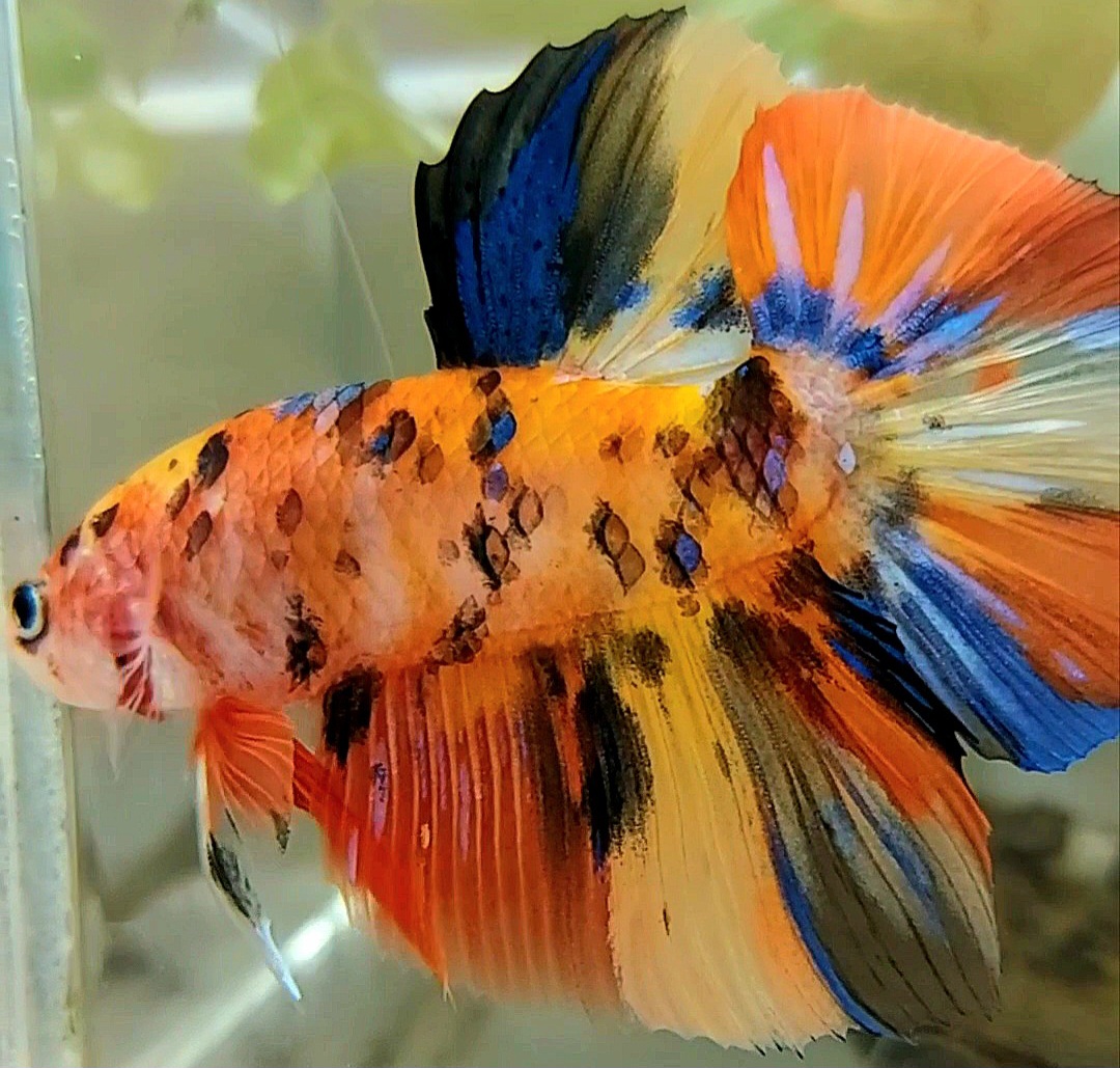 Koleksi Cupang Bandung GIANT HMPK BO 5CM ORANGE YELLOW TIGER MULTICOLOR