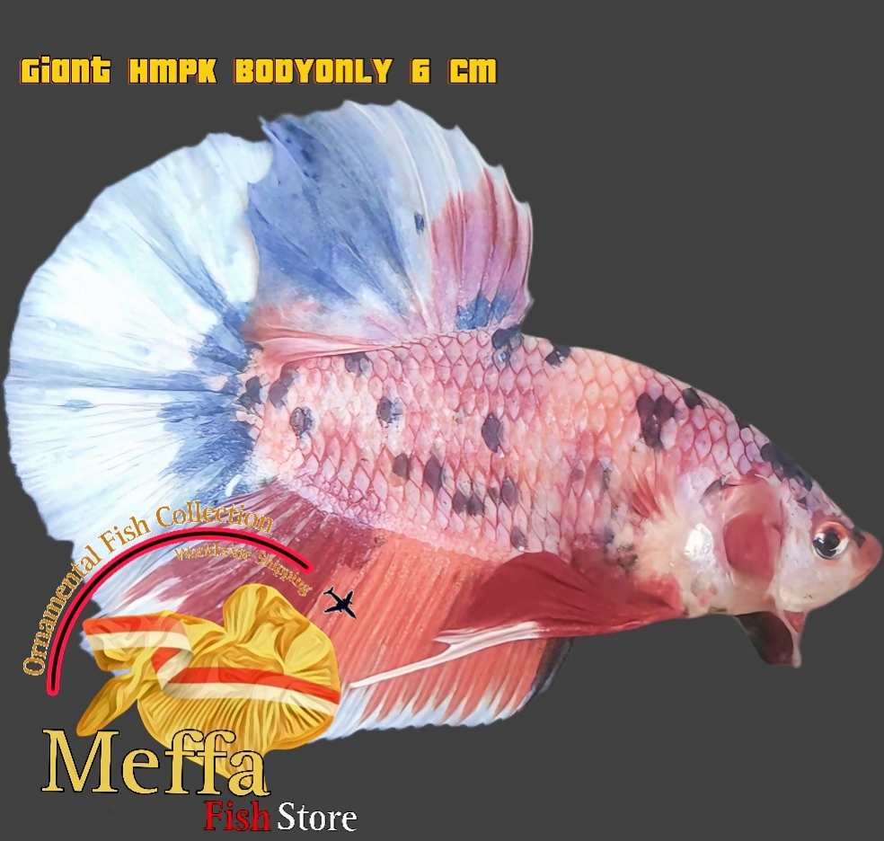 Buy GIANT BETTA BIG SIZE HMPK GIANT CANDY Bettafishmeffa store