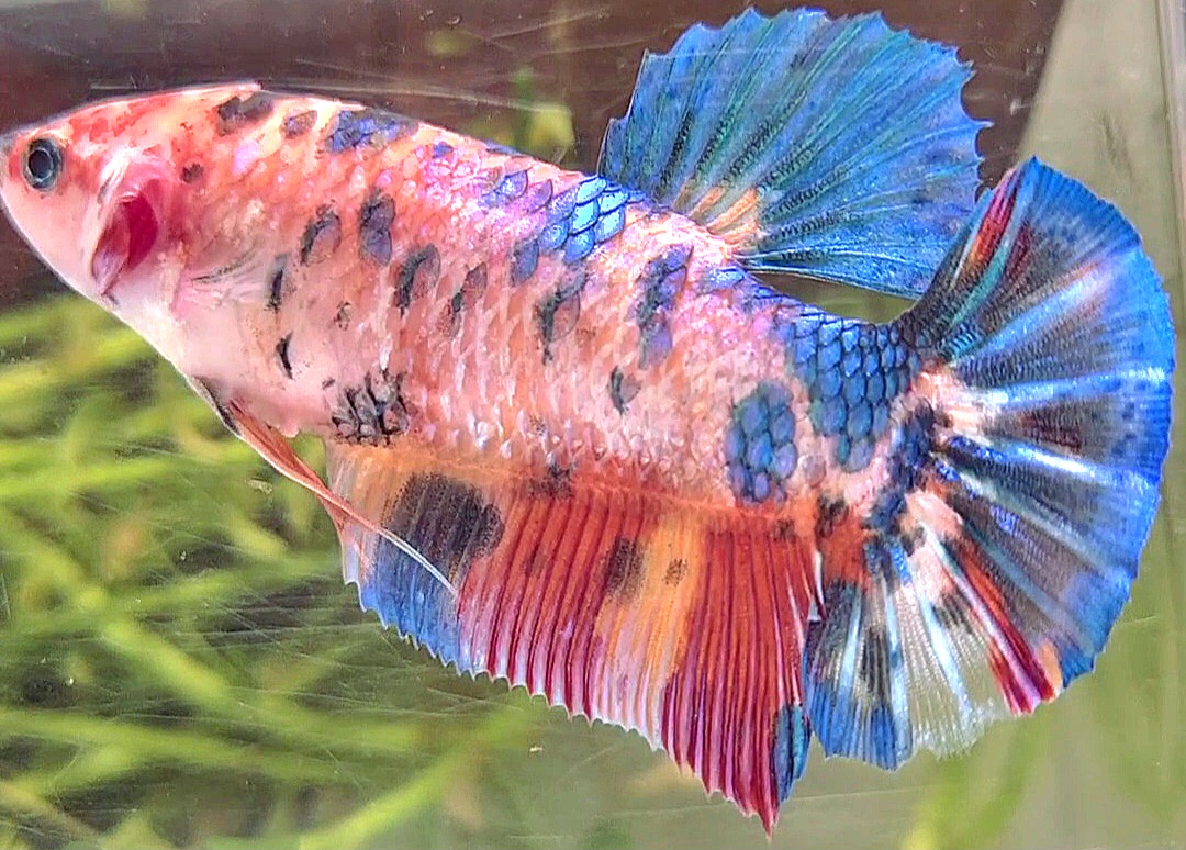 Buy FEMALE GIANT BO 5,7CM+ PLAKAT FANCY MULTICOLOR Koleksi