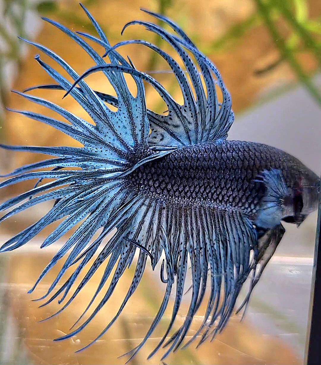 Black crowntail fashion betta for