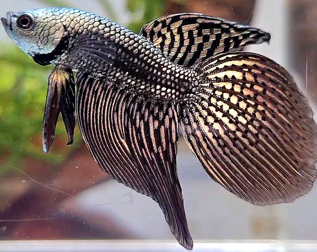 Buy LONGFIN ALIEN COPPER HYBRID WILD BETTA Koleksi Cupang