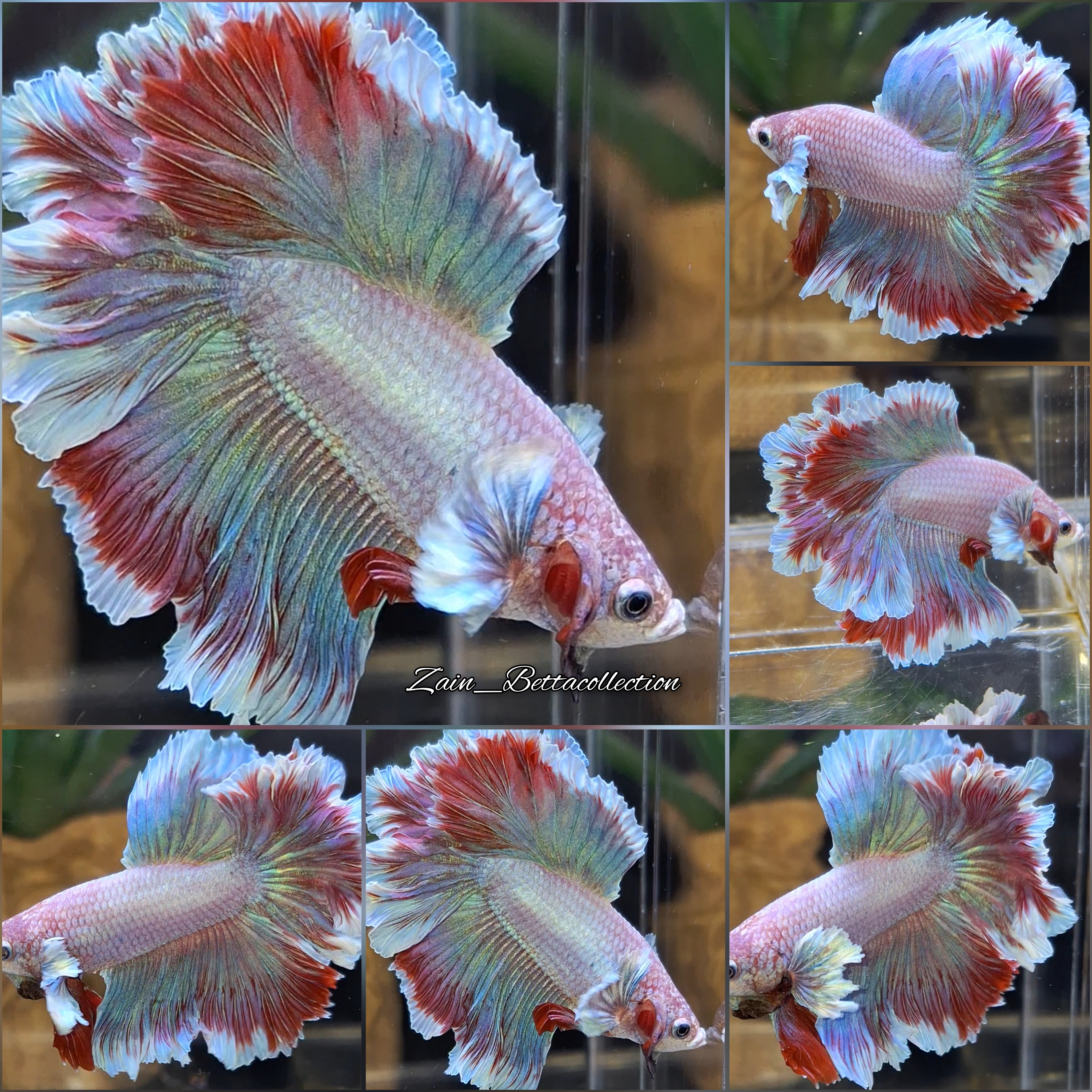 Buy Halfmoon Rosetail Feathertail Pink Unicorn Aurora Chaning