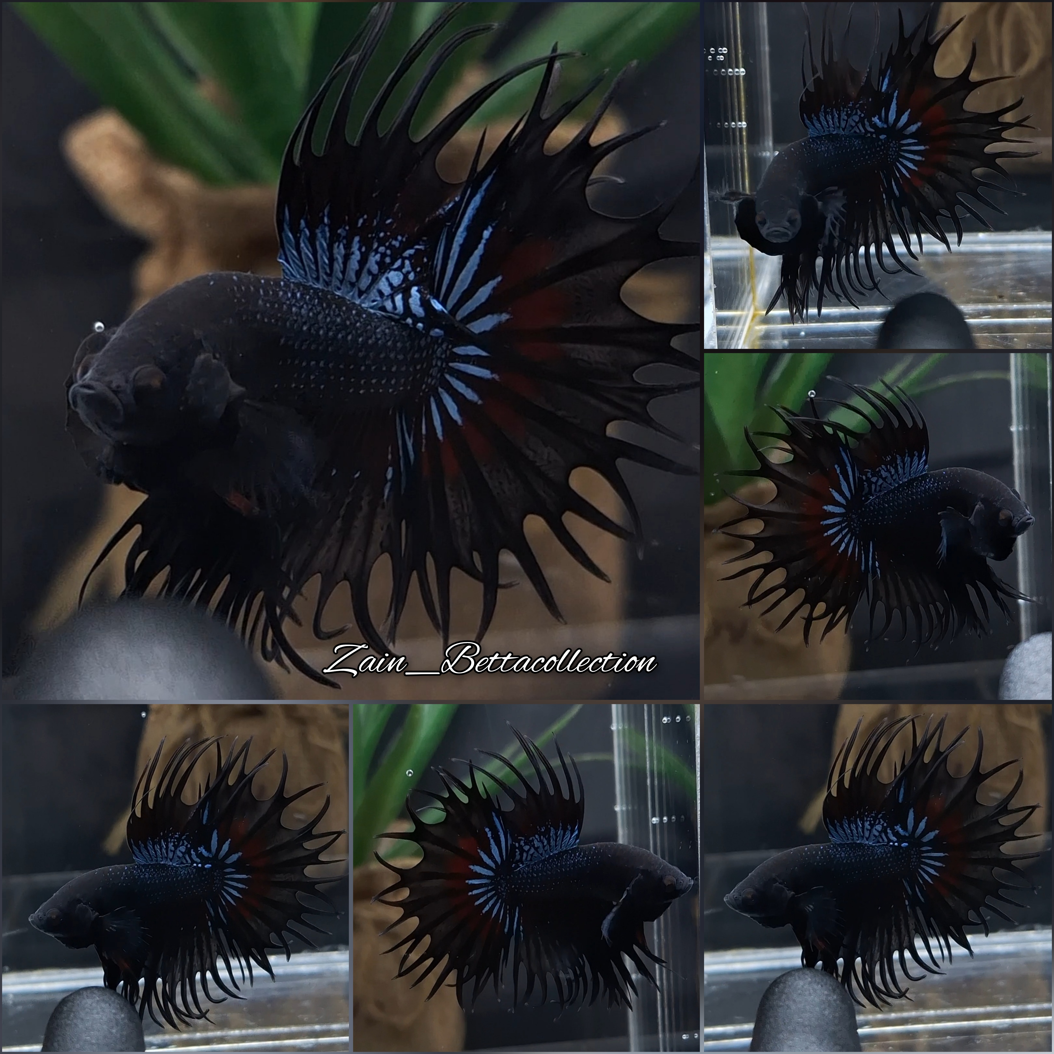 Buy King Crowntail Black Red Venom Rare Betta Fish KCT Zain
