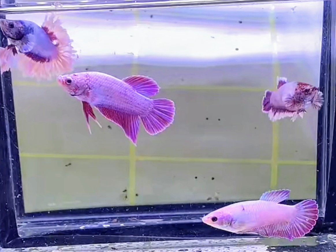 Buy pairs Fhearthail lavender purple end pairs hmpk sakura