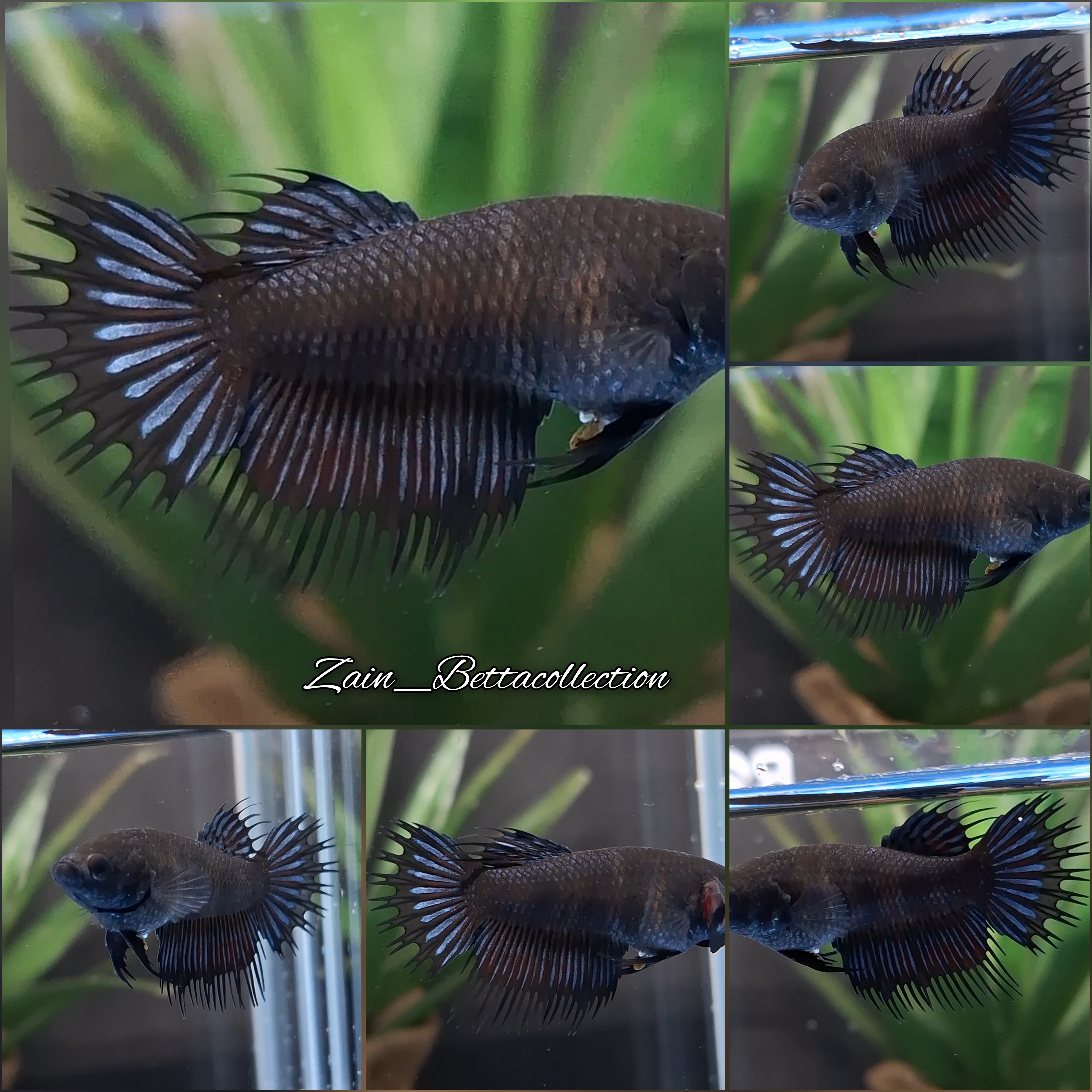 Buy Female King Crowntail KCT Betta Fish Zain Betta from Largest