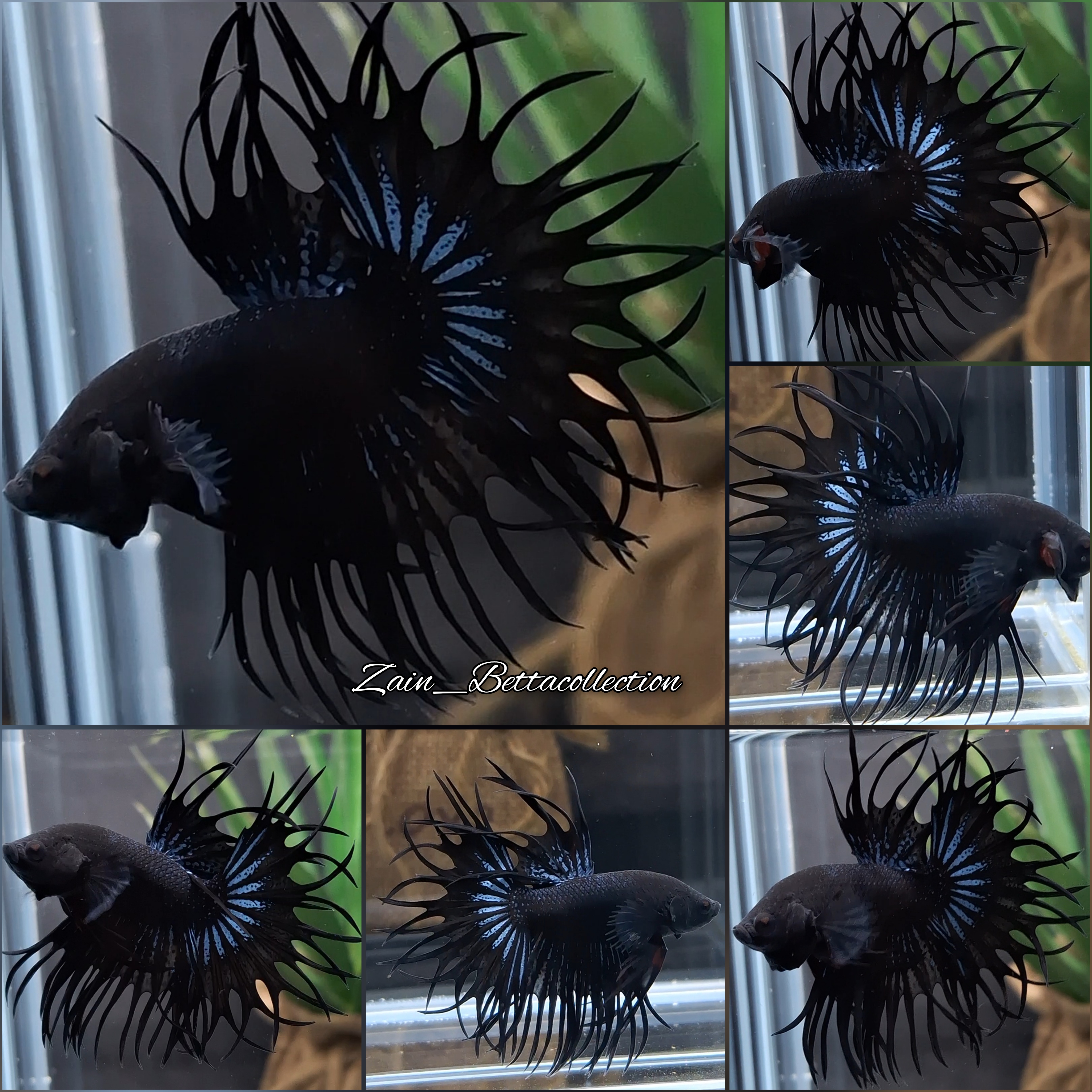 Crowntail Black Orchid Betta King Crowntail Betta For Sale Buy