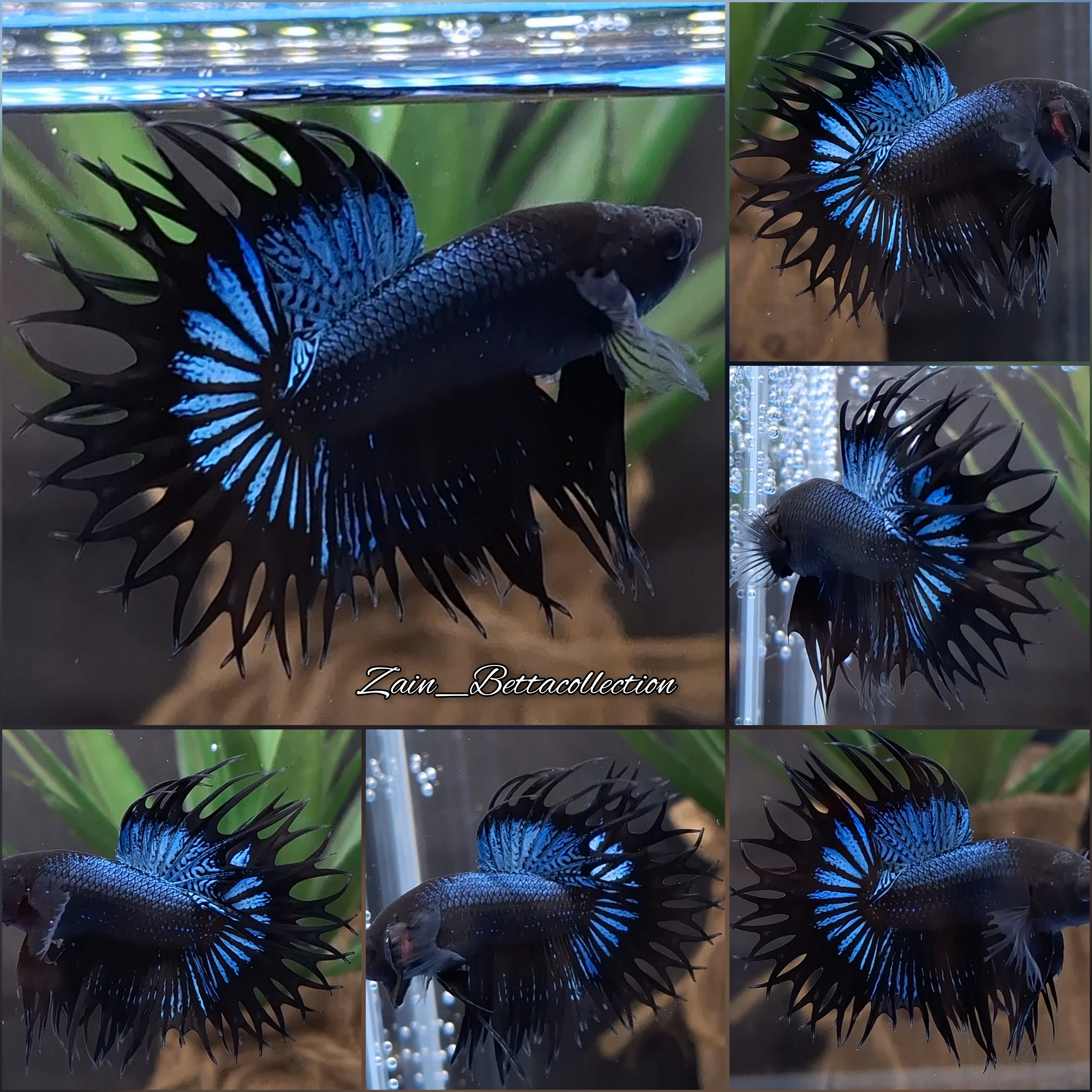 Buy King Crowntail Black Orchid KCT Betta Fish Zain Betta from